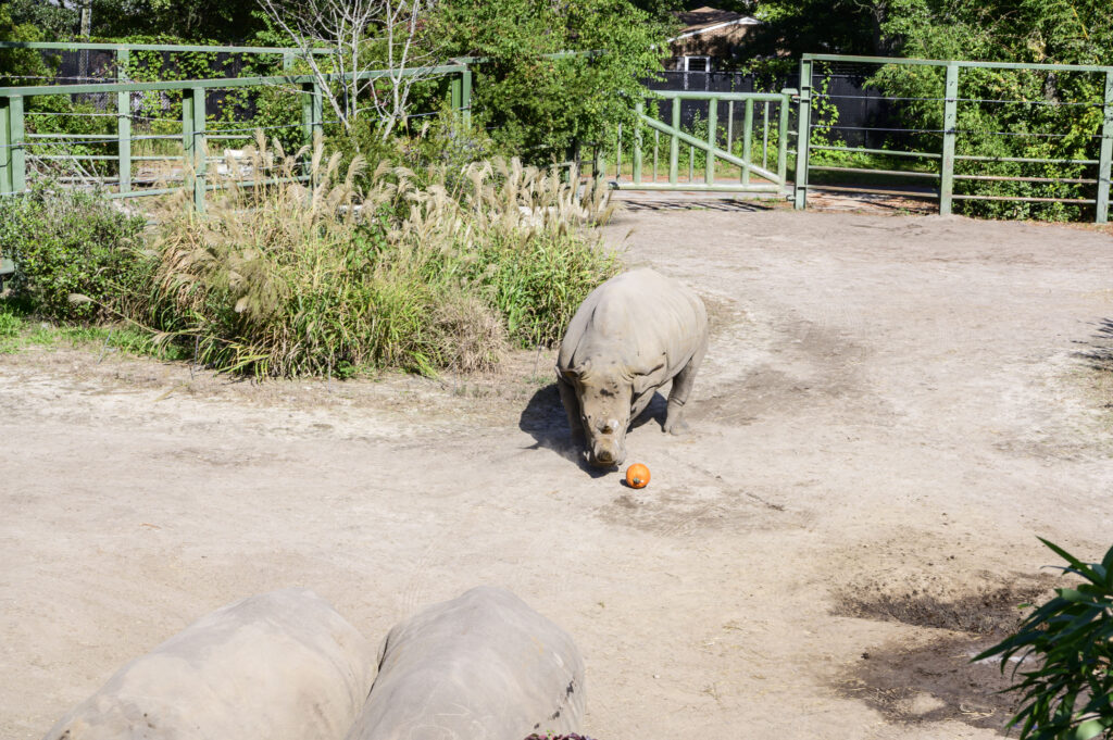 Zoo Boo 2022 at the Virginia Zoo
