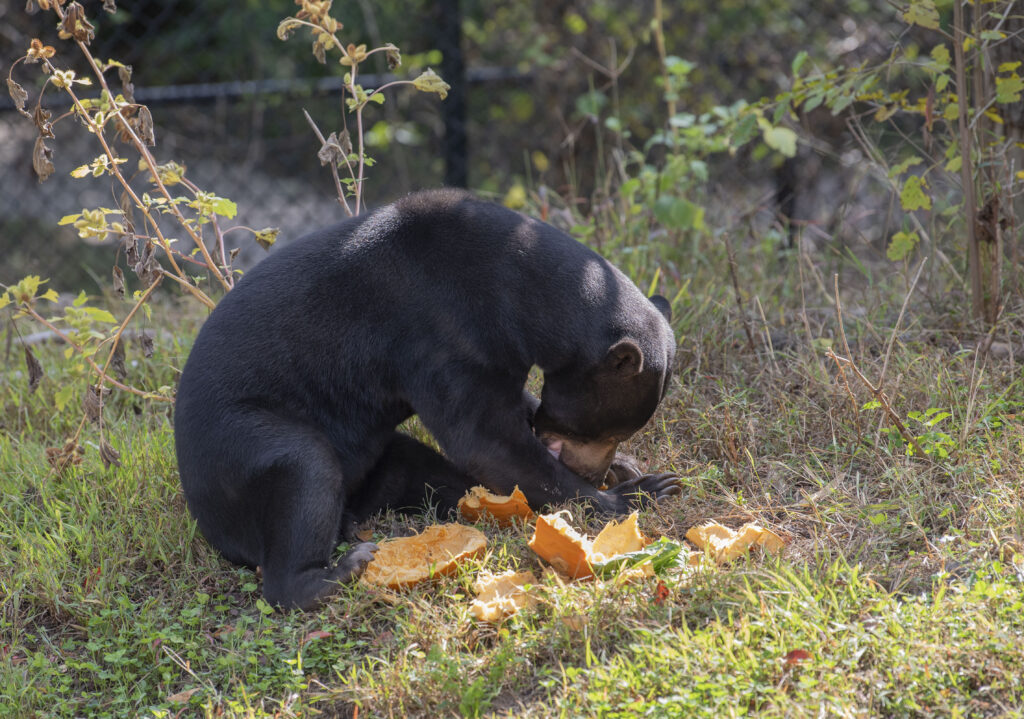 Zoo Boo 2022 at the Virginia Zoo