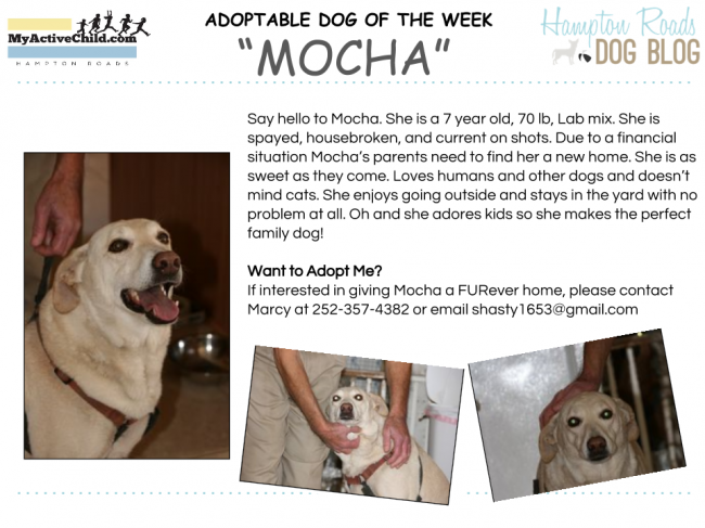 Adoptable_Dog_of_the_Week_3.png