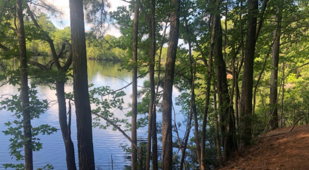 Nature Bus - Guest Post