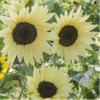 Sunflowers - The Gardens at 1620 - brought to you by Cullipher Farm