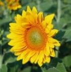 Sunflowers - The Gardens at 1620 - brought to you by Cullipher Farm