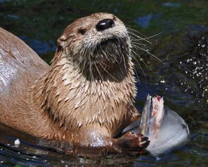 otter.jpg
