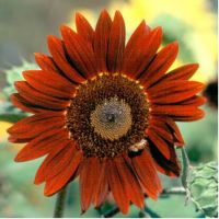 Sunflowers - The Gardens at 1620 - brought to you by Cullipher Farm Sunflowers - The Gardens at 1620 - brought to you by Cullipher Farm