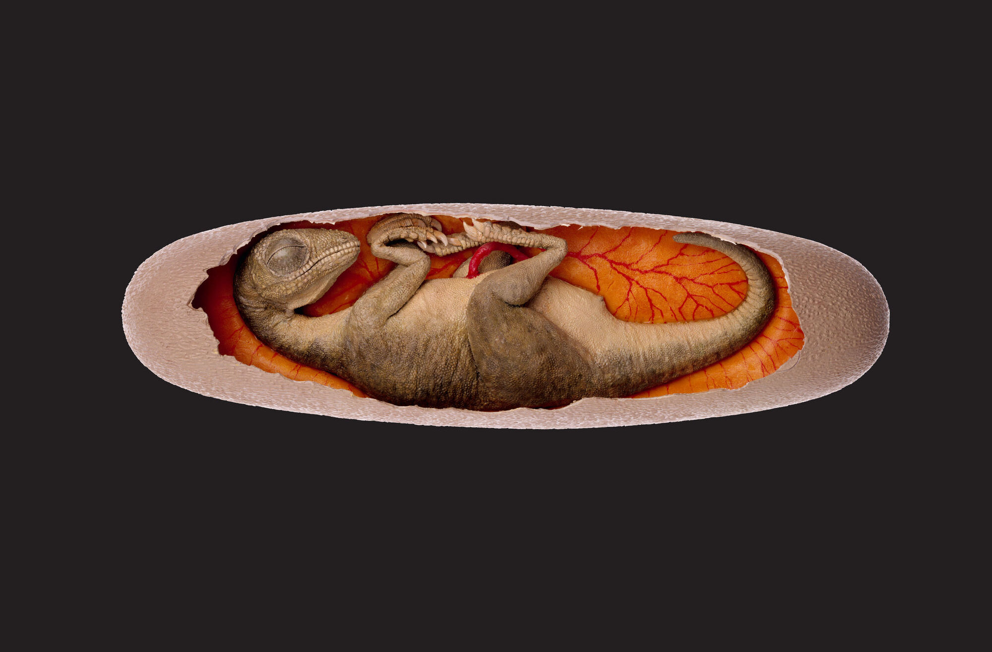 Virginia Living Museum Tiny Titans Exhibit - Baby Louie