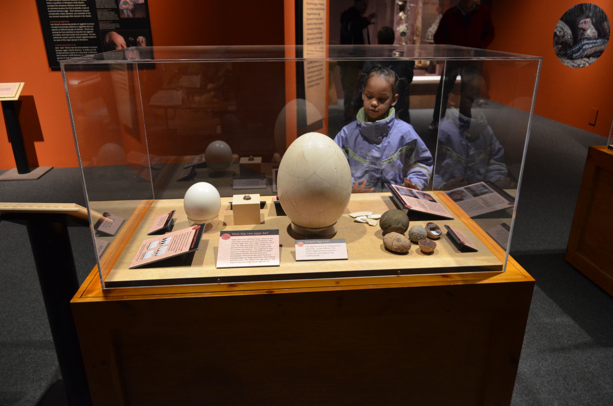 Virginia Living Museum Tiny Titans Exhibit 