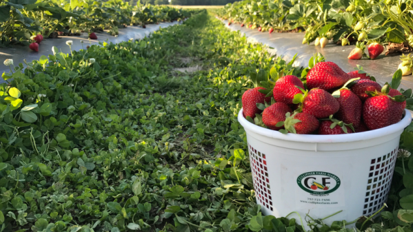 Cullipher Party at the Patch.png