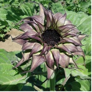 Sunflowers - The Gardens at 1620 - brought to you by Cullipher Farm Sunflowers - The Gardens at 1620 - brought to you by Cullipher Farm