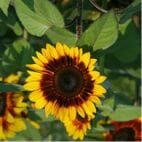 Sunflowers - The Gardens at 1620 - brought to you by Cullipher Farm Sunflowers - The Gardens at 1620 - brought to you by Cullipher Farm