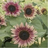 Sunflowers - The Gardens at 1620 - brought to you by Cullipher Farm