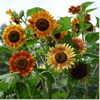 Sunflowers - The Gardens at 1620 - brought to you by Cullipher Farm