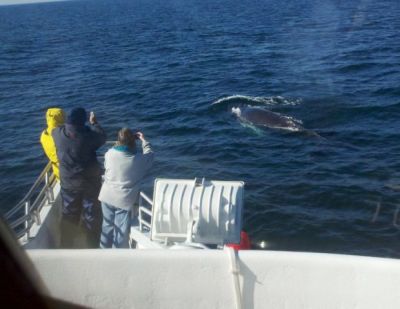 Guests_Whale__2_HRudee_2011.JPG