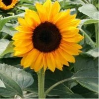 Sunflowers - The Gardens at 1620 - brought to you by Cullipher Farm
