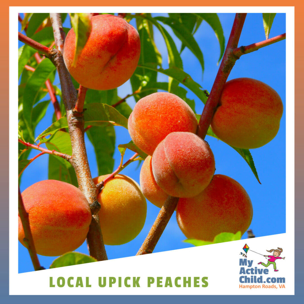 LOCAL UPICK PEACHES in Hampton Roads Virginia