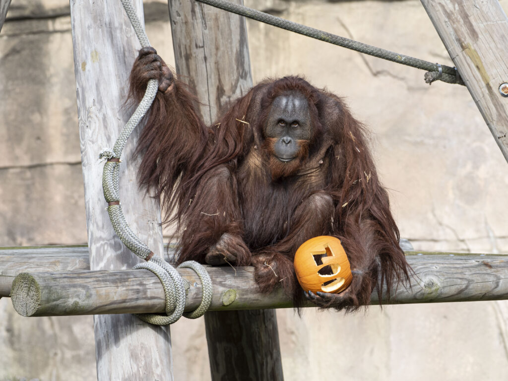 Zoo Boo 2022 at the Virginia Zoo