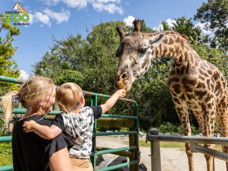 Virginia Zoo in Norfolk 1 768x576